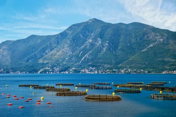 balık yetiştiriciliği