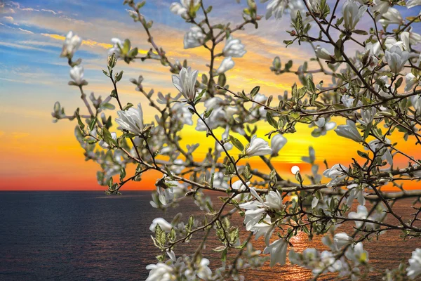 Magnolian kukat — kuvapankkivalokuva