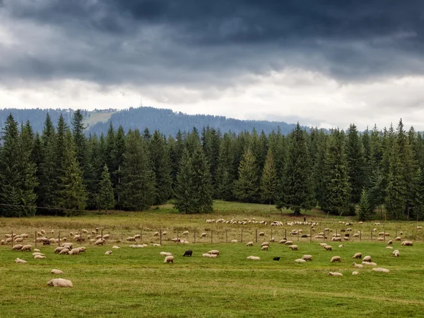 草地上的羊群 — 图库照片