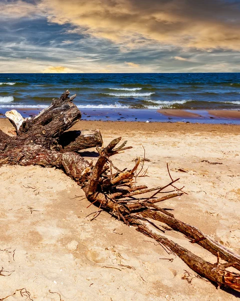 树枝在沙滩上 — 图库照片