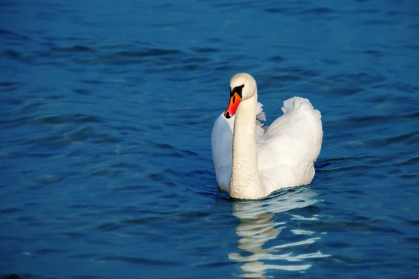 Uccelli in mare — Foto Stock