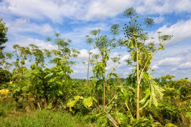 dev hogweed