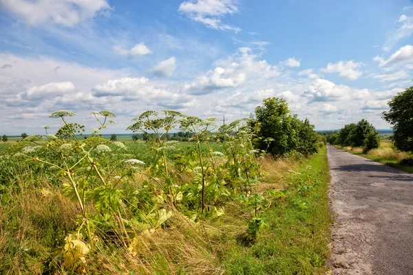 Dev hogweed — Stok fotoğraf