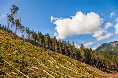 Ormanların tahrip edilmesi