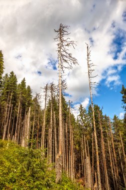 Ormanların tahrip edilmesi