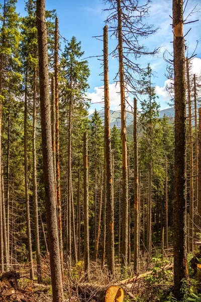 Deforestación — Foto de Stock