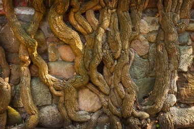 Kökleri üzerinde taş