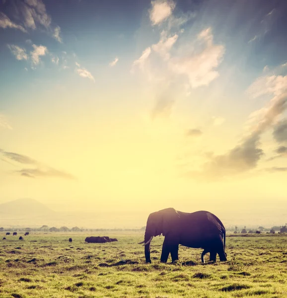 Gajah di savana Afrika — Stok Foto