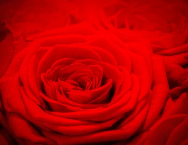 Red rose background — Stock Photo, Image