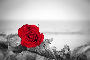 Red rose on the beach  clipart