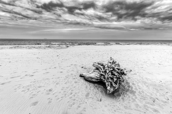 Tronco de árvore na praia — Fotografia de Stock