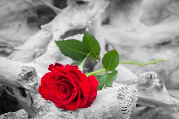 Rosa roja en la playa — Foto de Stock