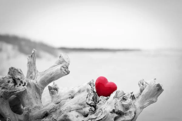 Červené srdce v kmen stromu — Stock fotografie