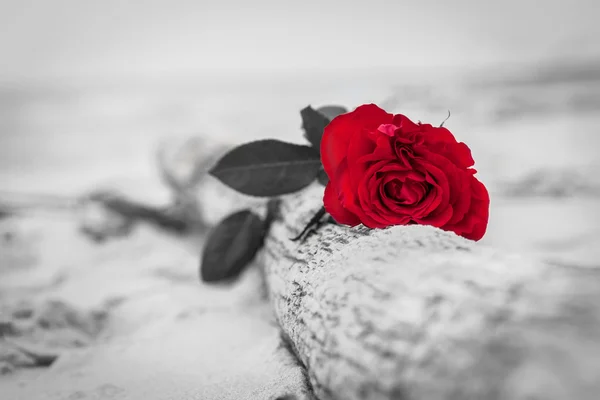 Vörös rózsa a strandon — Stock Fotó