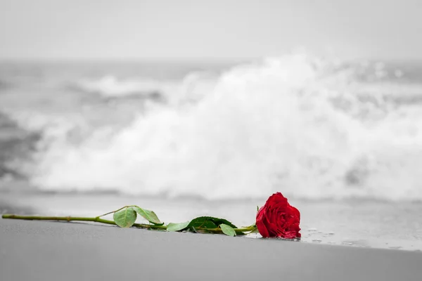 빨간 장미를 멀리 세척 하는 파도 — 스톡 사진