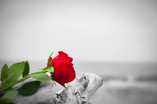 3 172 Broken Rose Stock Photos Free Royalty Free Broken Rose Images Depositphotos