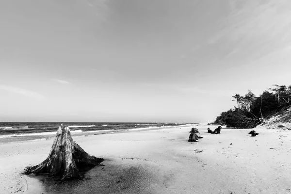 Troncos de árvore de 3000 anos — Fotografia de Stock