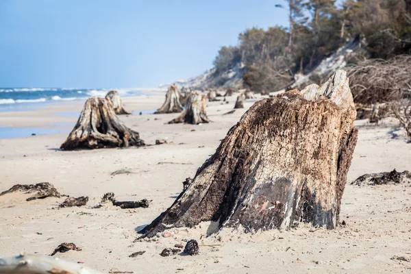 Troncs d'arbres vieux de 3000 ans — Photo