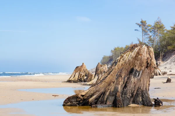 Troncos de árboles de 3000 años — Foto de Stock