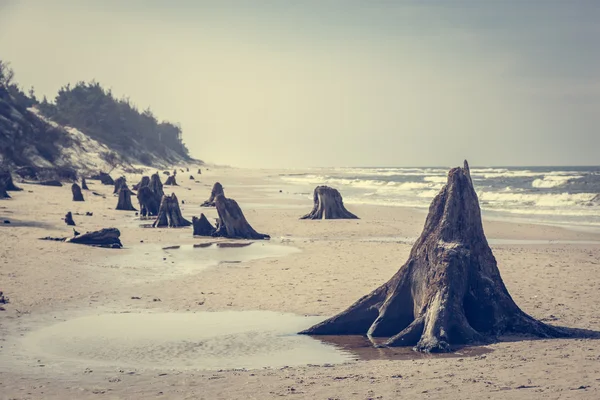 3000 years old tree trunks — Stock Photo, Image