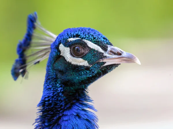 Cabeça de pavão bonita — Fotografia de Stock