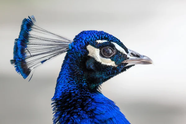 Cabeça de pavão bonita — Fotografia de Stock