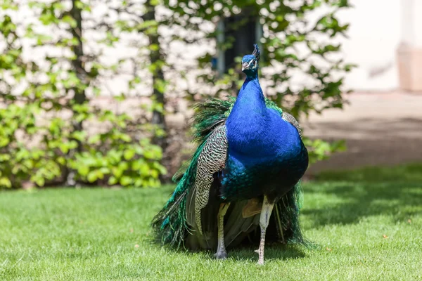 Peacock in palace gardens — Stock Photo, Image