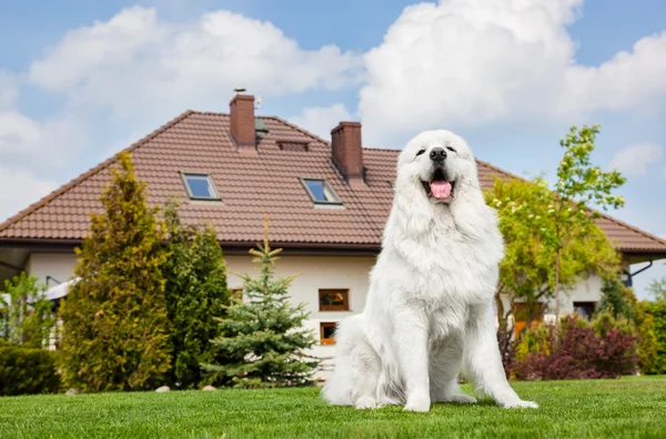 Великий сторожовий собака сидить — стокове фото