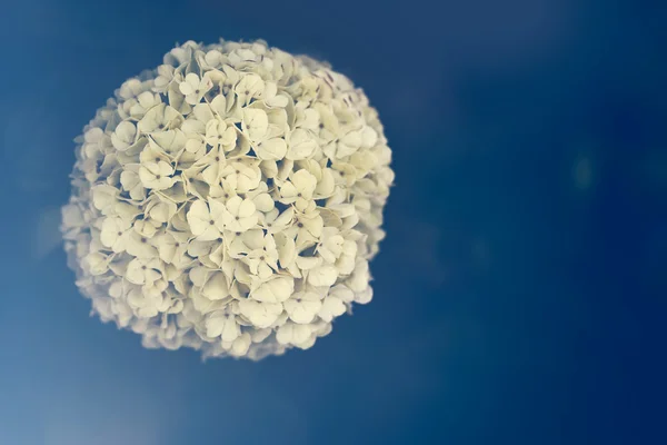 Vårblommor i vintage nyans — Stockfoto