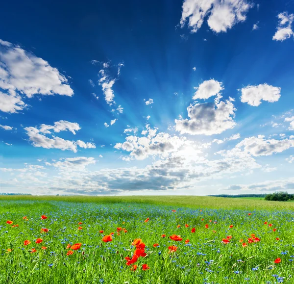 Campo de amapola con cielo azul soleado — Foto de Stock