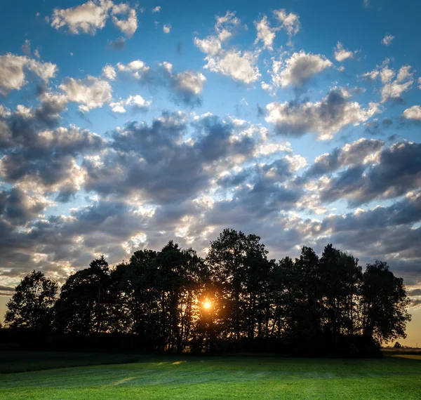 夕暮れの木を通して輝く太陽 — ストック写真