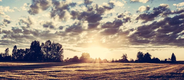 Campo di grano dorato — Foto Stock