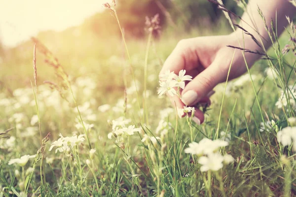 Woman picking up flowers on a meadow — Stock Photo, Image