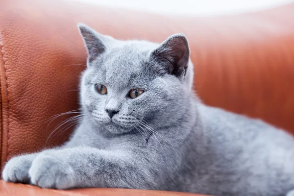 O gatinho britânico shorthair — Fotografia de Stock