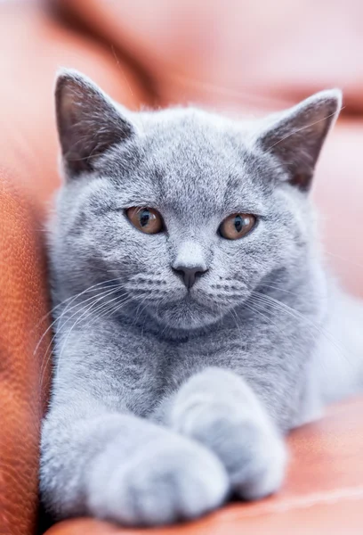 El británico taquigrafía gatito — Foto de Stock