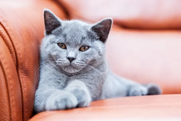 O gatinho britânico shorthair — Fotografia de Stock