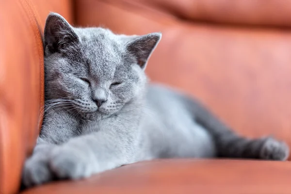 El británico taquigrafía gatito — Foto de Stock