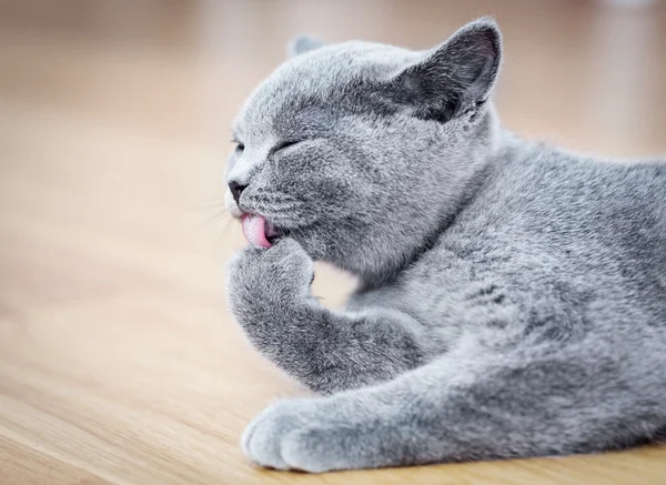 Jovem gato cinza bonito em casa — Fotografia de Stock