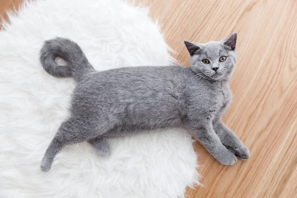 年轻可爱只灰色的猫在家里 — 图库照片