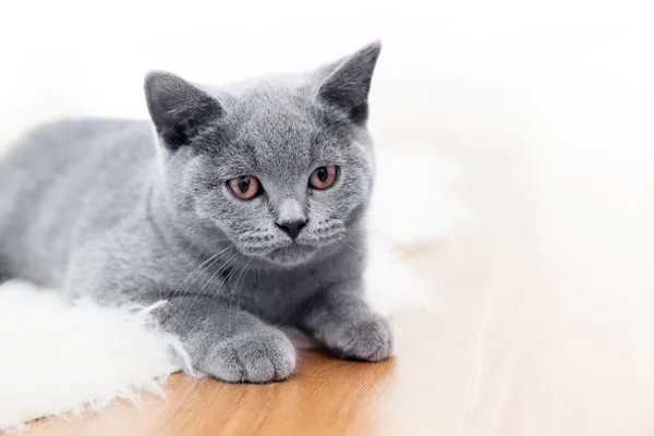 Giovane gatto grigio carino a casa — Foto Stock