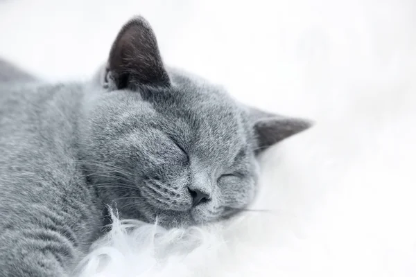 Jovem gato cinza bonito em casa — Fotografia de Stock