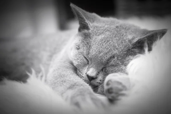 年轻可爱只灰色的猫在家里 — 图库照片