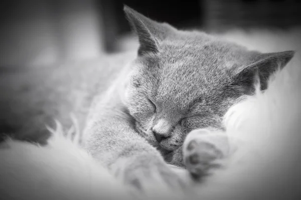 Jovem gato cinza bonito em casa — Fotografia de Stock