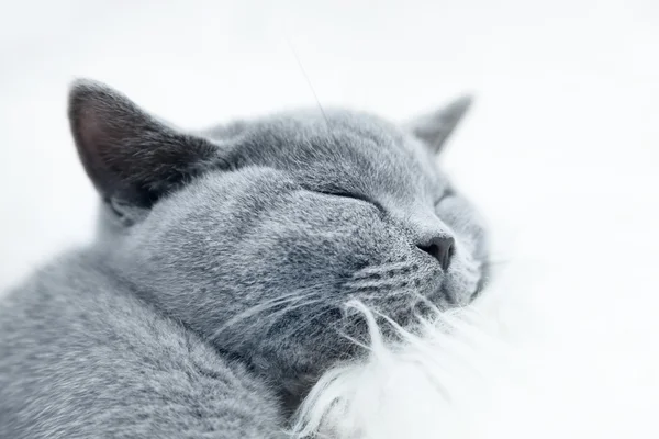 Joven lindo gato gris en casa —  Fotos de Stock