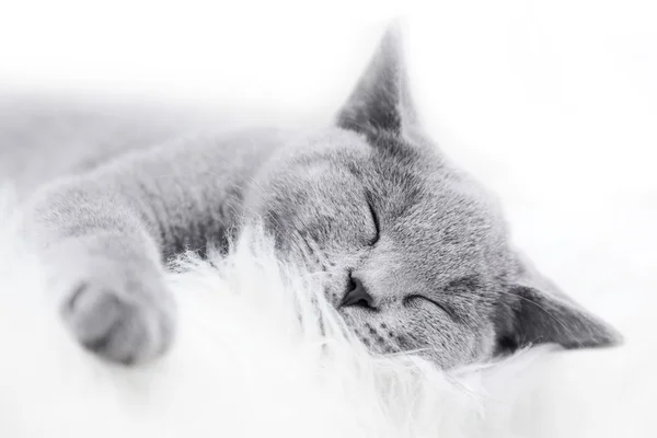 Jovem gato cinza bonito em casa — Fotografia de Stock