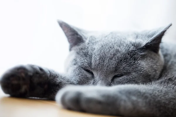 Joven lindo gato gris en casa —  Fotos de Stock