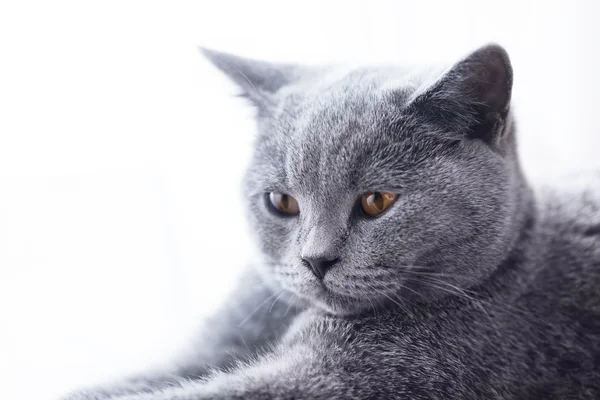 Jonge schattige grijze kat thuis — Stockfoto