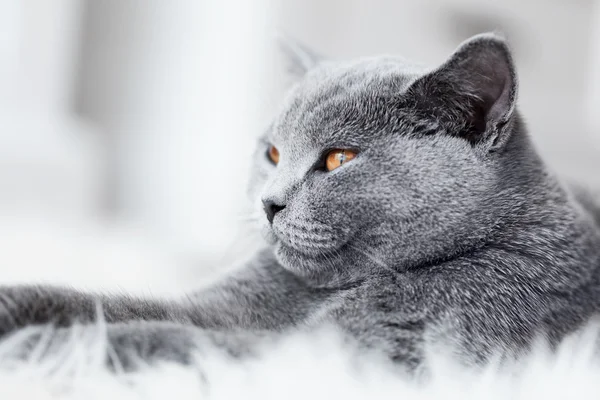 젊은 귀여운 회색 고양이 집에서 — 스톡 사진