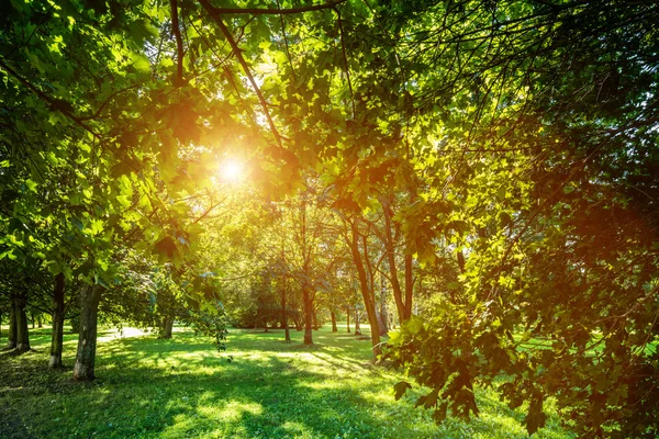 Groene zomer park — Stockfoto