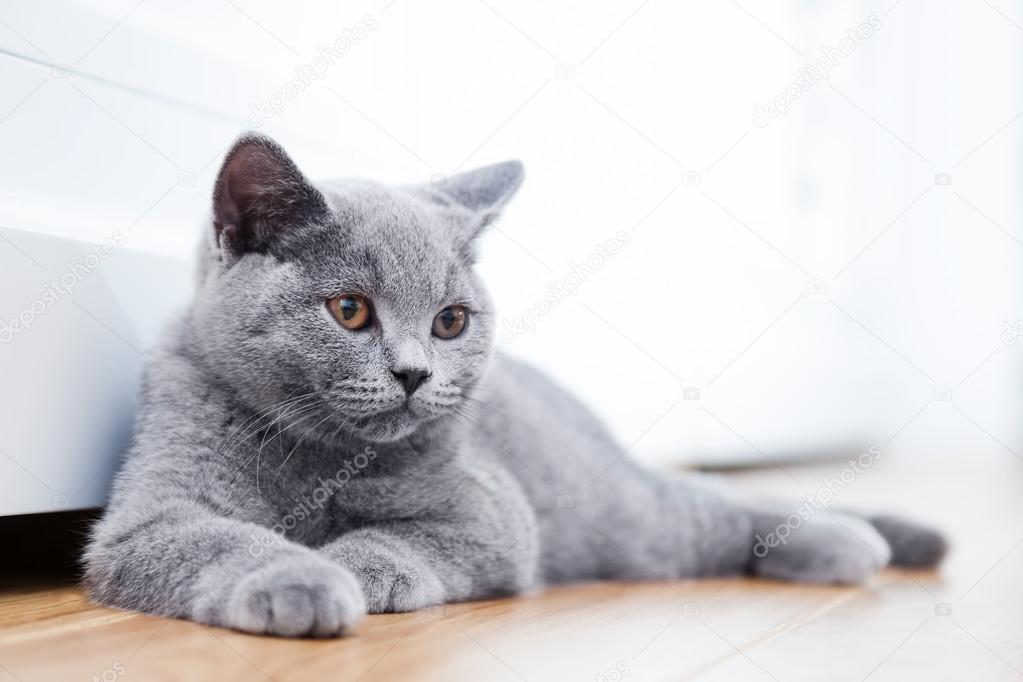 Young cute grey cat at home Stock Photo by ©Photocreo 124814414